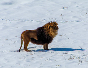 Obraz na płótnie Canvas Lion in Snow