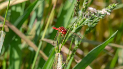 ladybird on leaf