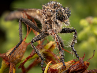 Asylidae fly portrait with some raindrops over his face