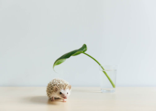 Cute hedgehog on table with single leaf in glass, very artistic!