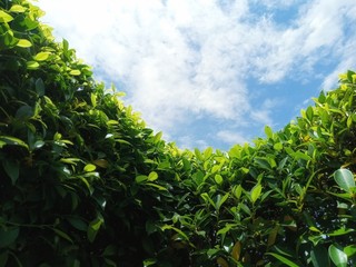Green decorative trees, against the backdrop of the sky in Asia.