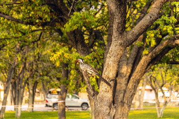 Southern yellow-billed hornbill (Tockus leucomelas)