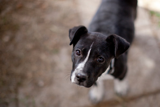 Portrait of a dog