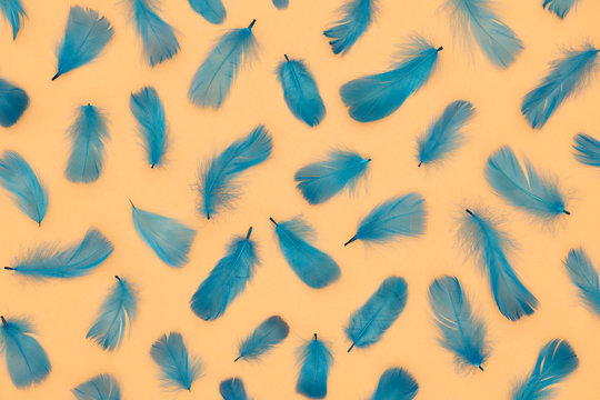 Blue feathers on peach color surface