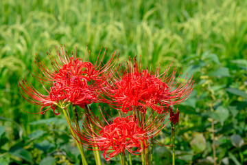 湯布院の彼岸花