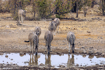 Three zebras drinking mirroring themselves in water