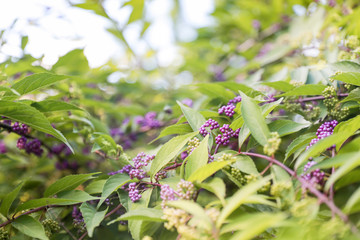 Cluster of purple and pink berries in a beauty berry plant - Image