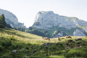 Fototapeta na wymiar Appenzeller Land in Switzerland mountains
