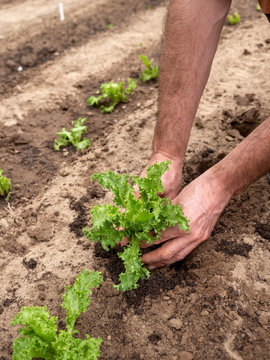 Planting curly endive lettuce
