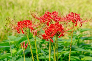 湯布院の彼岸花