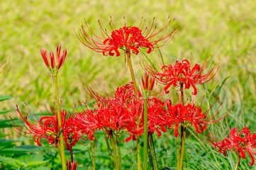 湯布院の彼岸花