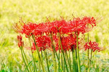 湯布院の彼岸花