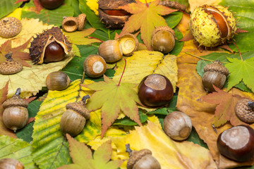 static nature of acorns and chestnuts on rusted and yellow leafs autumn concept image