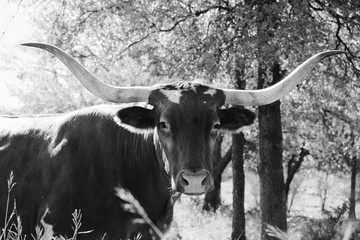 Texas Longhorn cow portrait close up in black and white.