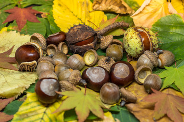 static nature of acorns and chestnuts on rusted and yellow leafs autumn concept image