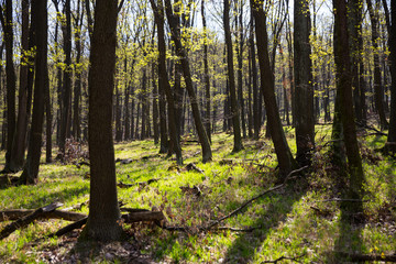 Oak forest near village Oponice