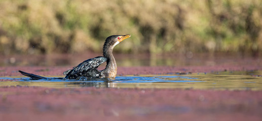 Single Reed Cormorant landing on a pond after long flight to catch fish