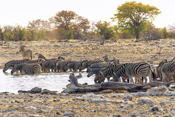 Fototapeta na wymiar Zebras Drinking at Waterhole etosha namibia