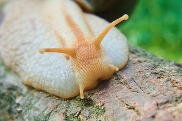 Snail crawling over old wood trunk. Selective focus. Low depth of field