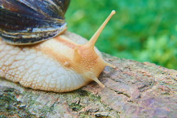 Snail crawling over old wood trunk. Selective focus. Low depth of field
