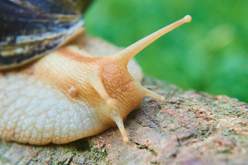 Snail crawling over old wood trunk. Selective focus. Low depth of field