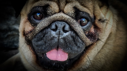 Close up face of Cute pug