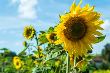 Beautiful sunflowers in the summertime. Blue sky in the background. &Ouml;sterlen, Sweden.