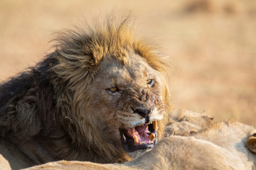 Fototapeta premium Angry and hungry lion feed on the carcass of dead rhino
