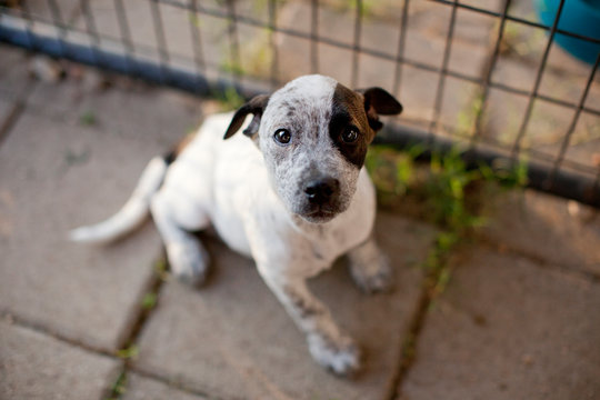 Portrait of a dog