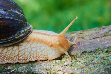 Snail crawling over old wood trunk. Selective focus. Low depth of field