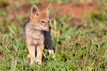 Lone Black Backed Jackal pup standing in short green grass to explore the world