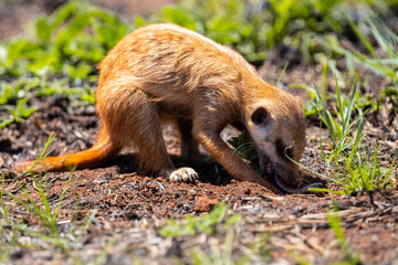 Meerkat digging in the soil to hunt worms for eating in sunlight