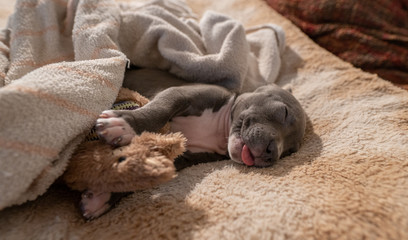 puppy sticks tongue out while taking a nap