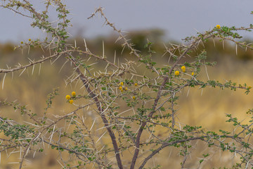 Acacia branches with yellow flower, green leaves and long sharp thorn in front of desert sand dune and blue sky