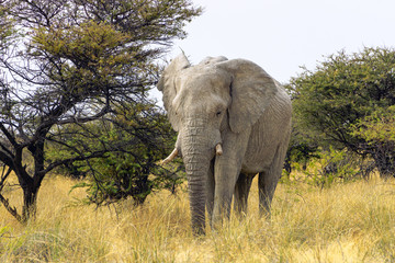 Fototapeta na wymiar Elephant etosha namibia walking tree