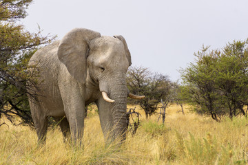 Fototapeta na wymiar Elephant eating etosha namibia wildlife