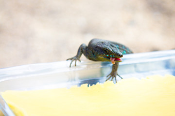 Lizard eats cheese from the packaging. Travel Photos