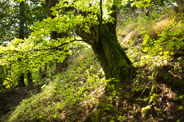 Obraz premium Old forest near White stone castle, Slovakia, Svaty Jur