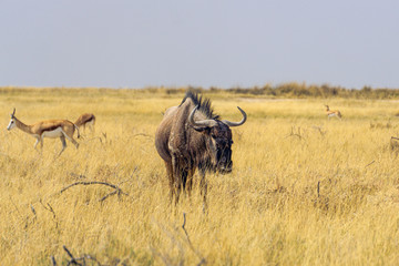 africa gras wildebeest namibia etosha
