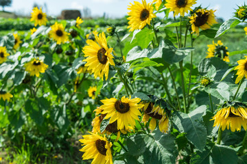 Beautiful sunflowers in the summertime. Blue sky in the background. Österlen, Sweden.