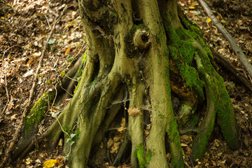 Old forest near White stone castle, Slovakia, Svaty Jur