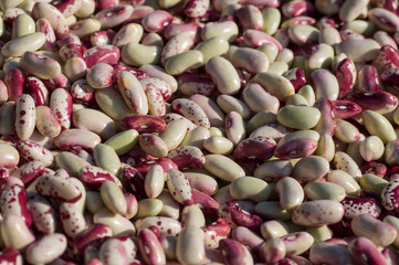 haricot bean