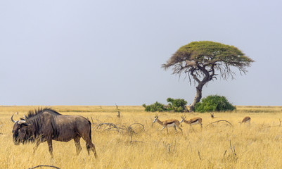 Lonely tree landscape at the Etosha Pan