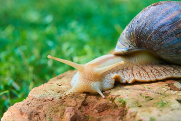 Snail crawling over a red brick. Selective focus. Low depth of field