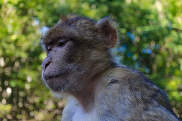 Portrait of the Barbary ape Germany Bodensee