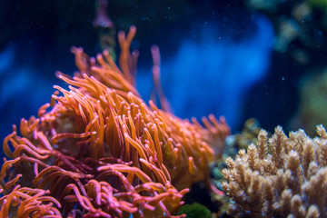 Naklejka na ściany i meble tropical orange and pink corals underwater in blue light