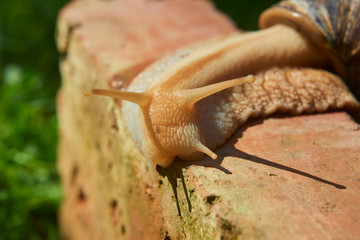 Snail crawling over a red brick. Selective focus. Low depth of field