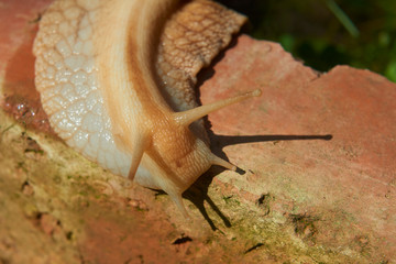 Snail crawling over a red brick. Selective focus. Low depth of field