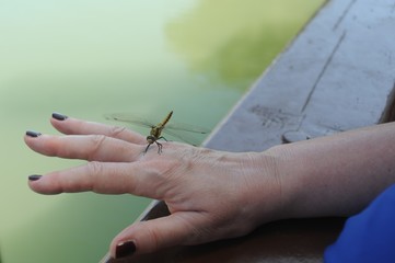 libellula