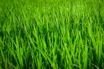 Obraz premium Green juicy grass close-up. Background of green young grass. Green grass background. Young growing rice